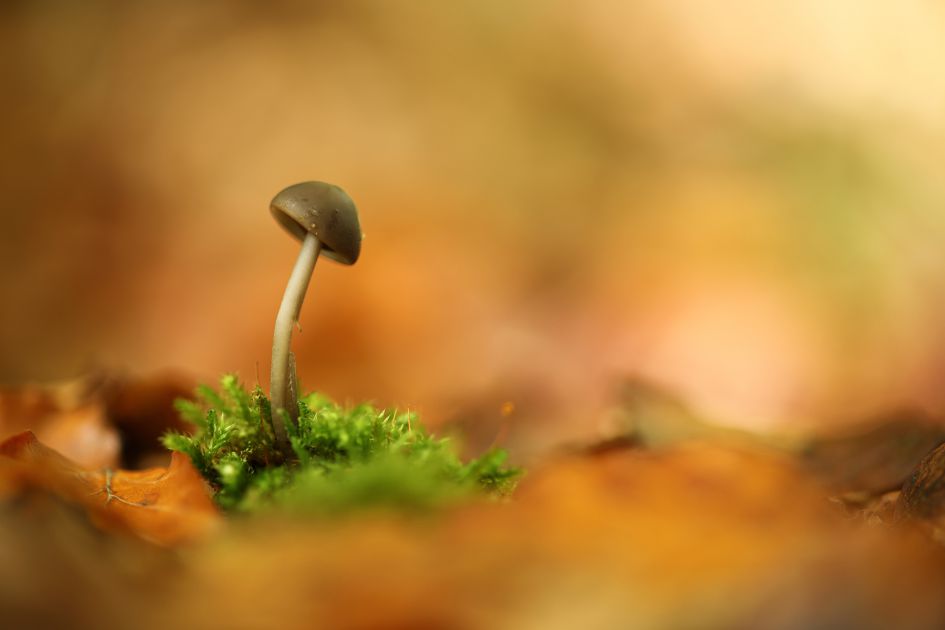 een mosklokje misschien?